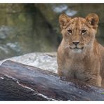 Zoo Wuppertal 02 - Alle haben Eis gern