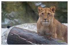 Zoo Wuppertal 02 - Alle haben Eis gern