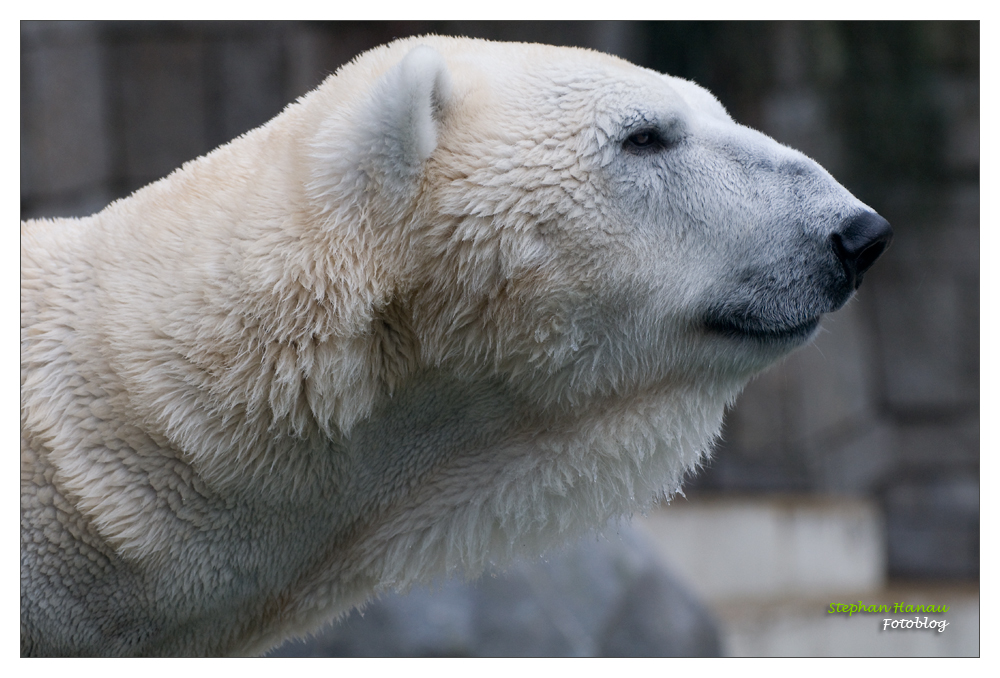 Zoo Wuppertal 05 - Eisbär