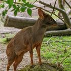 Zoo Wuppertal