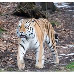 Zoo Wuppertal 07 - Tiger