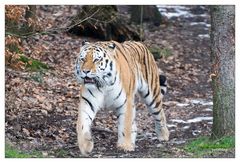 Zoo Wuppertal 07 - Tiger