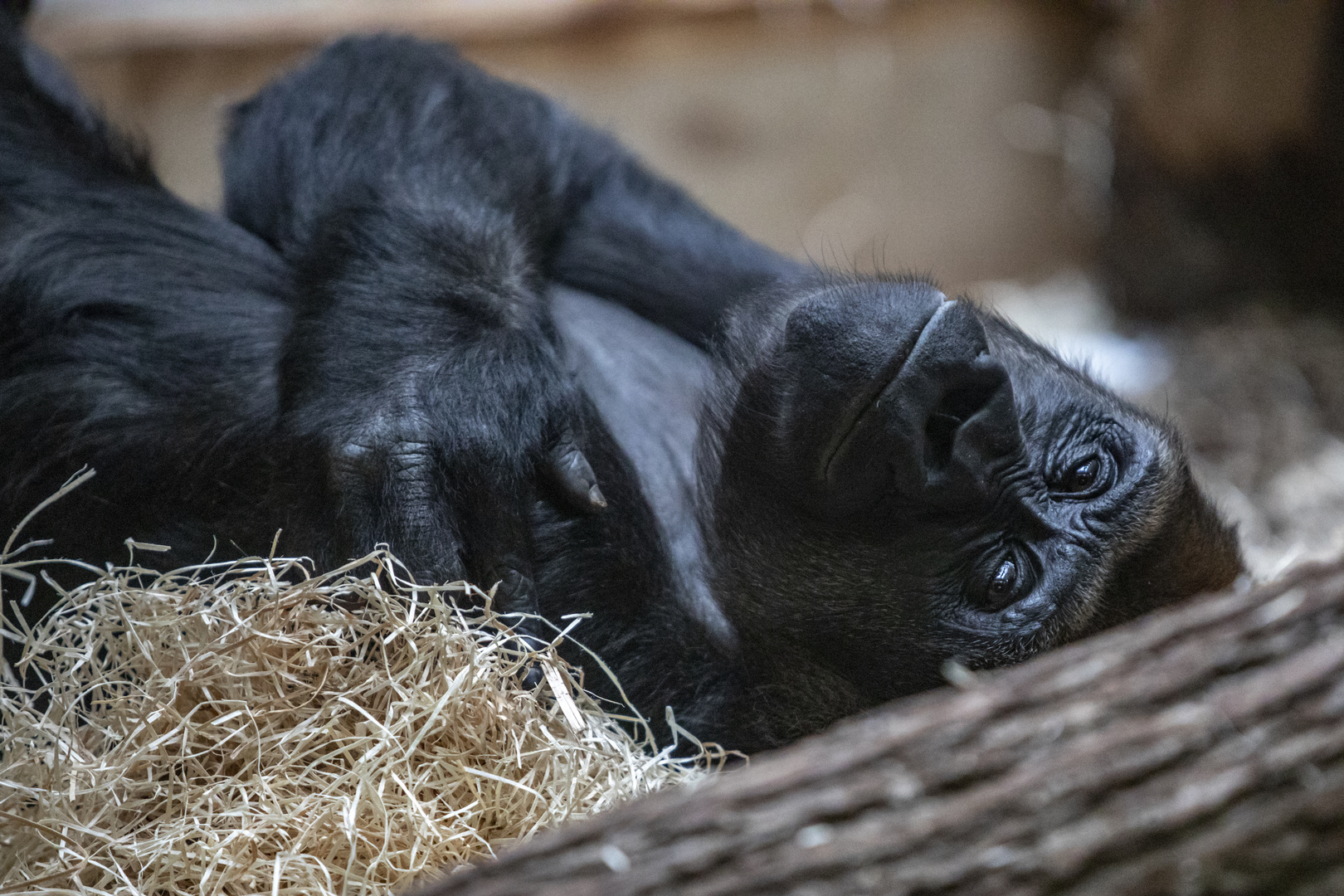 Zoo Wuppertal