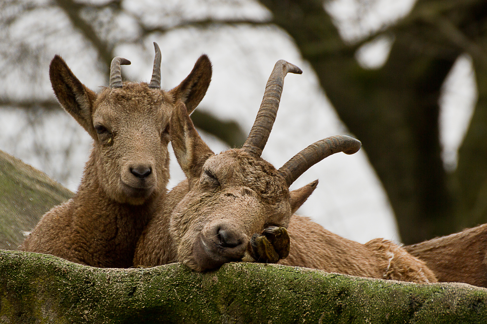 Zoo Wuppertal