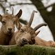 Zoo Wuppertal