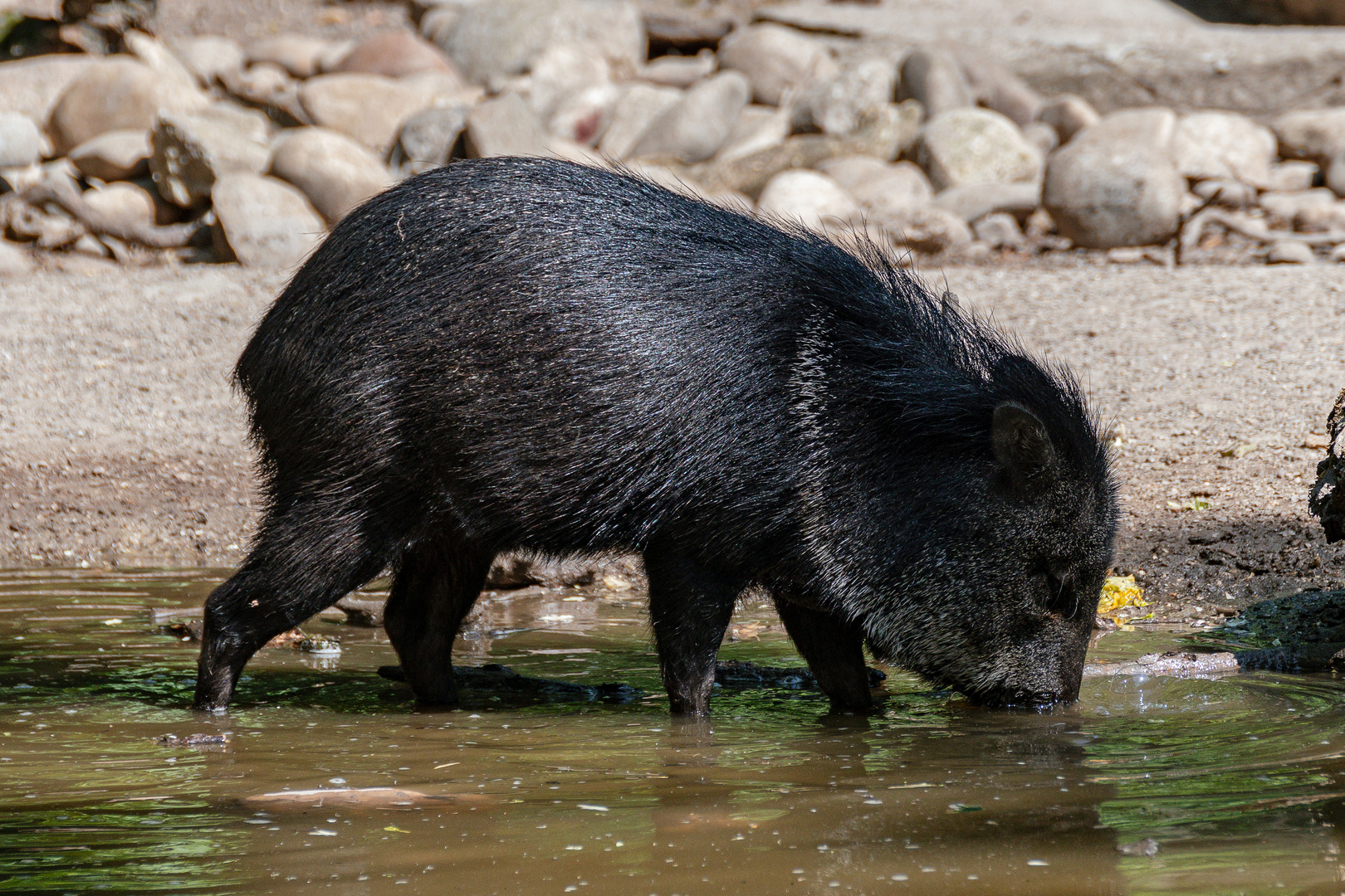 Zoo Wuppertal