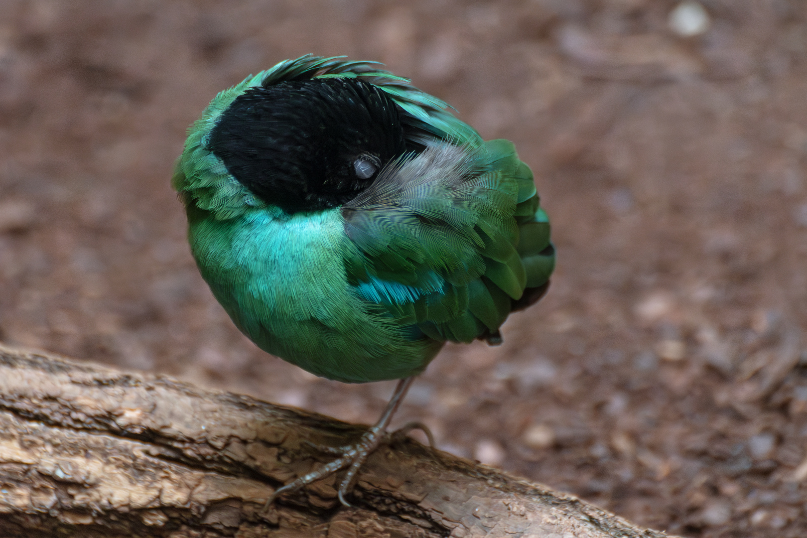  Zoo Wuppertal 