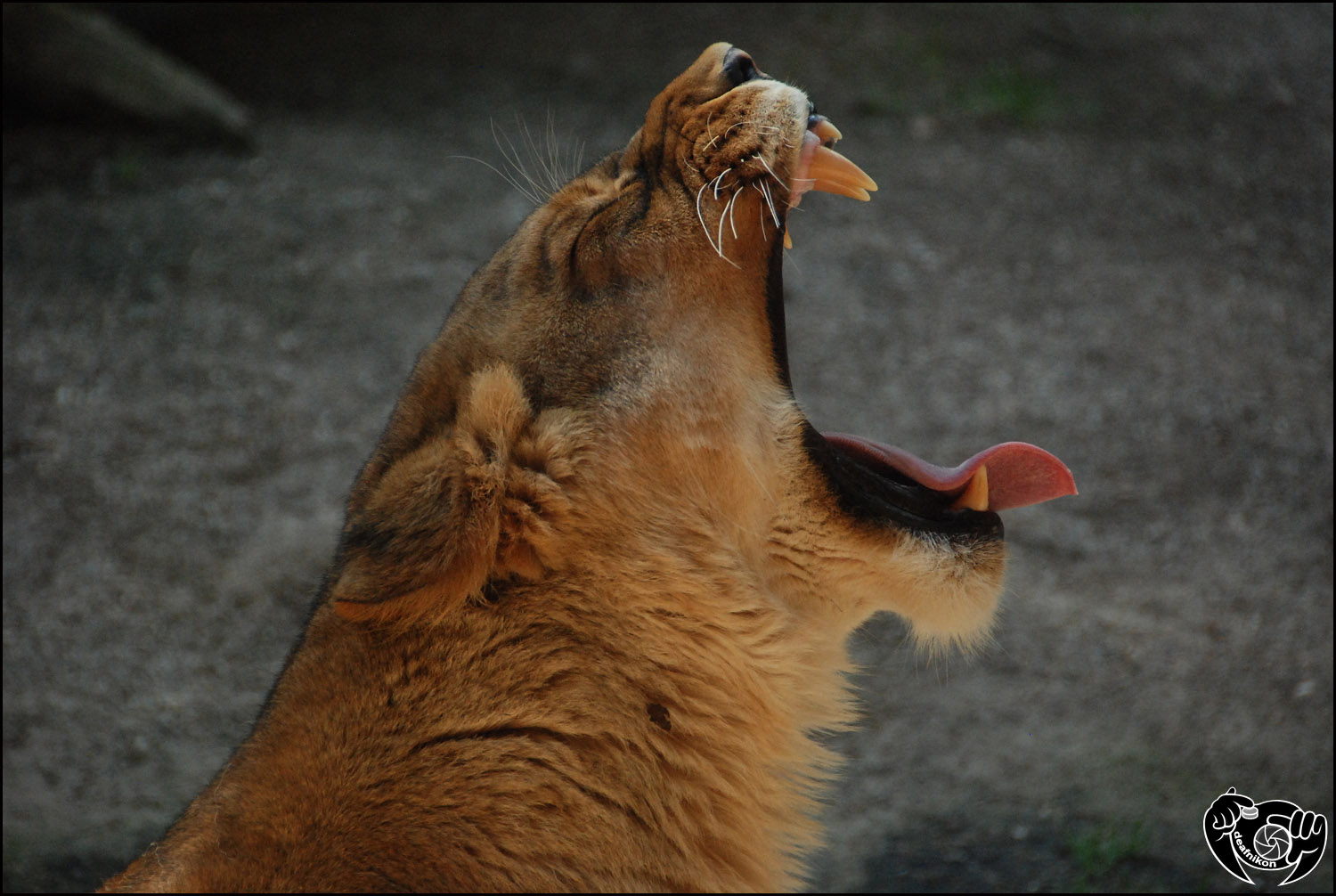 Zoo Wuppertal aufgenommen...