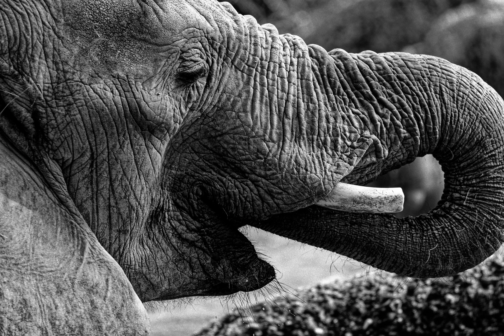 Zoo Wuppertal in Schwarzweiß