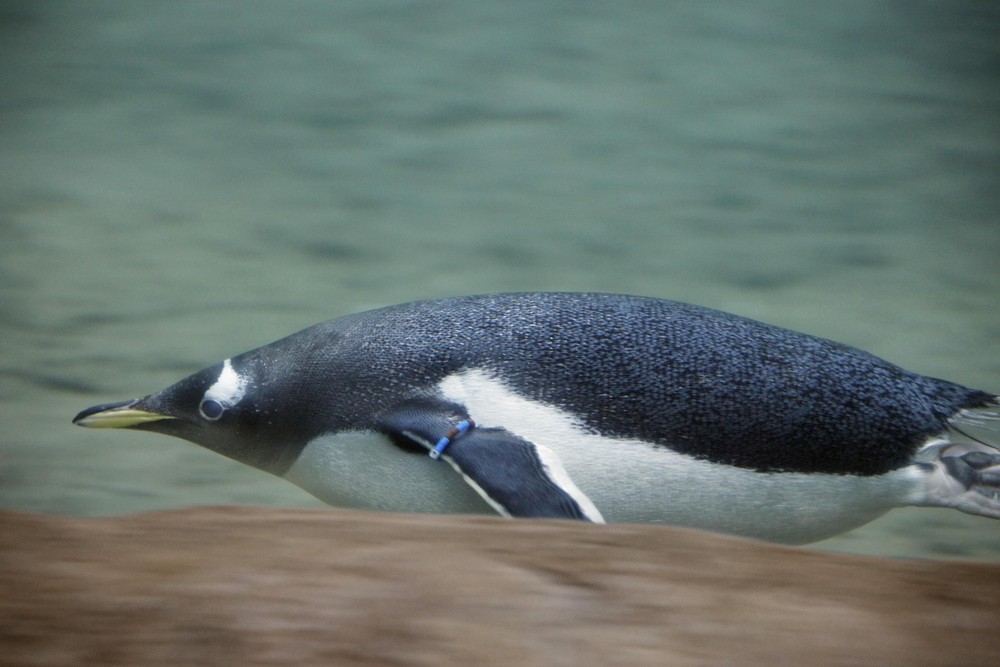 Zoo Wuppertal - Pinguin