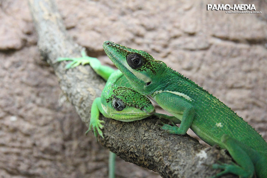 Zoo Zojac Duisburg 2