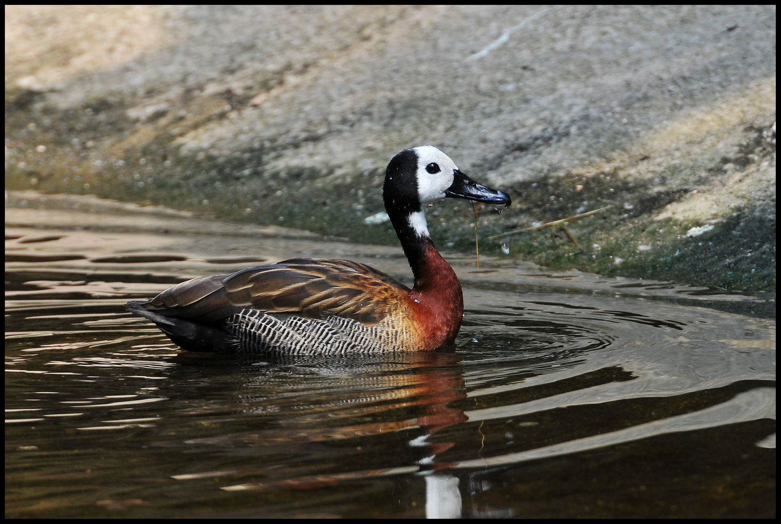 Zoo Züri