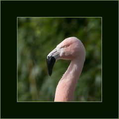 Zoo Zürich 1