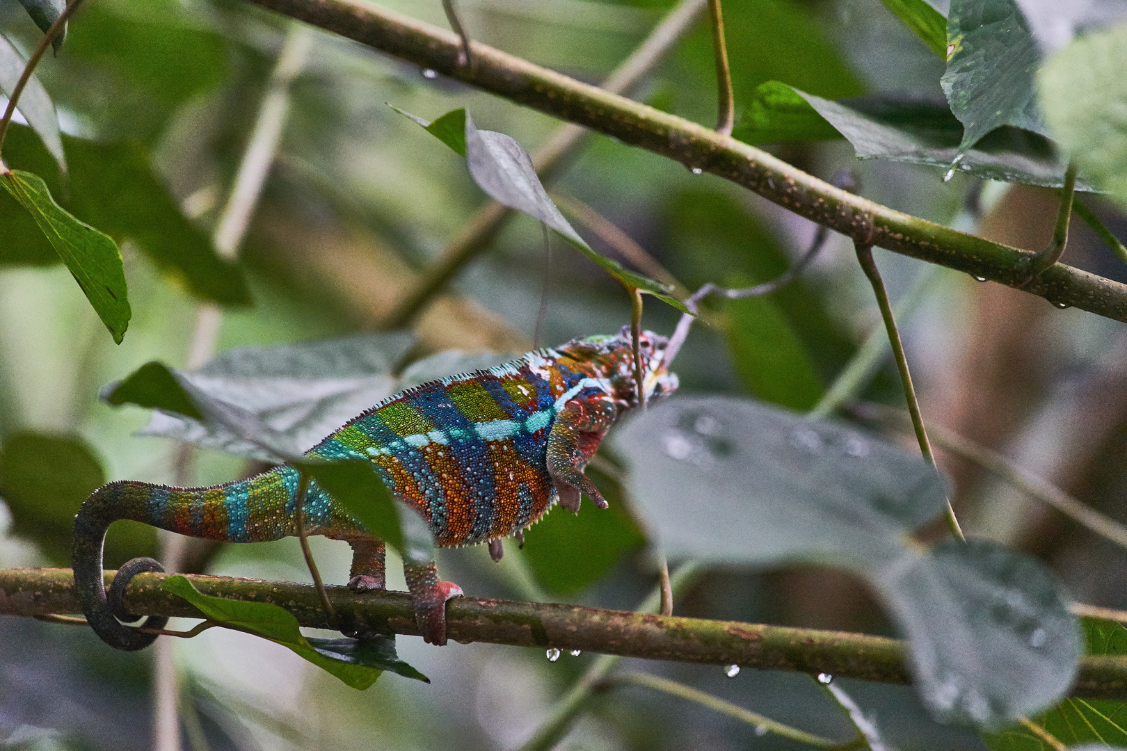 Zoo Zürich 1