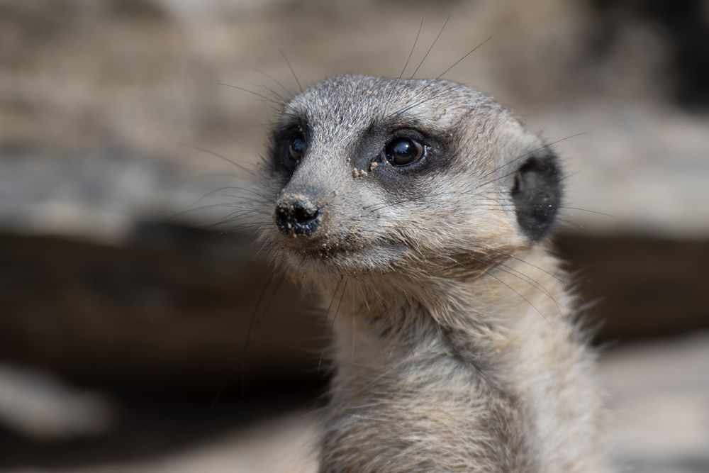 Zoo Zürich 12