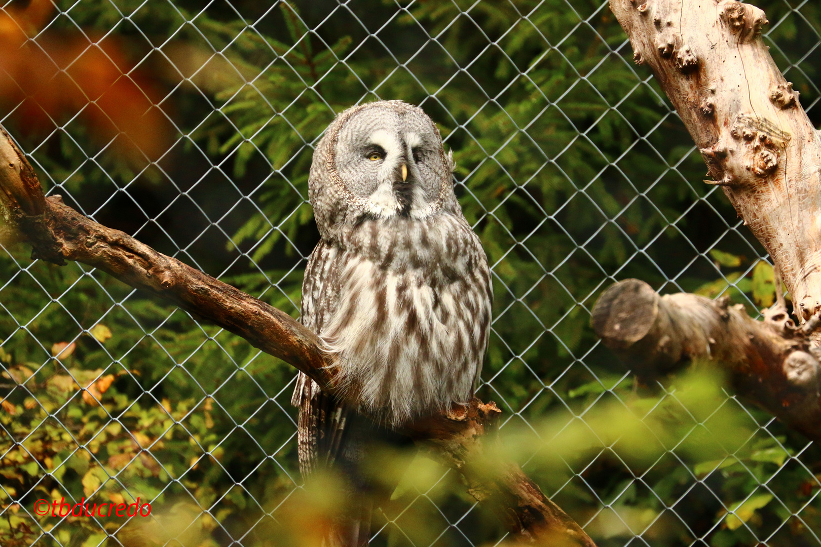 Zoo Zürich 15