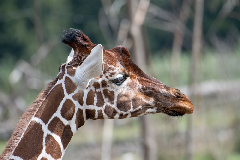 Zoo Zürich 16