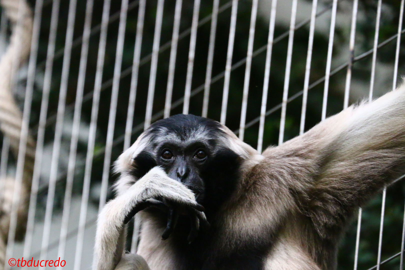 Zoo Zürich 17