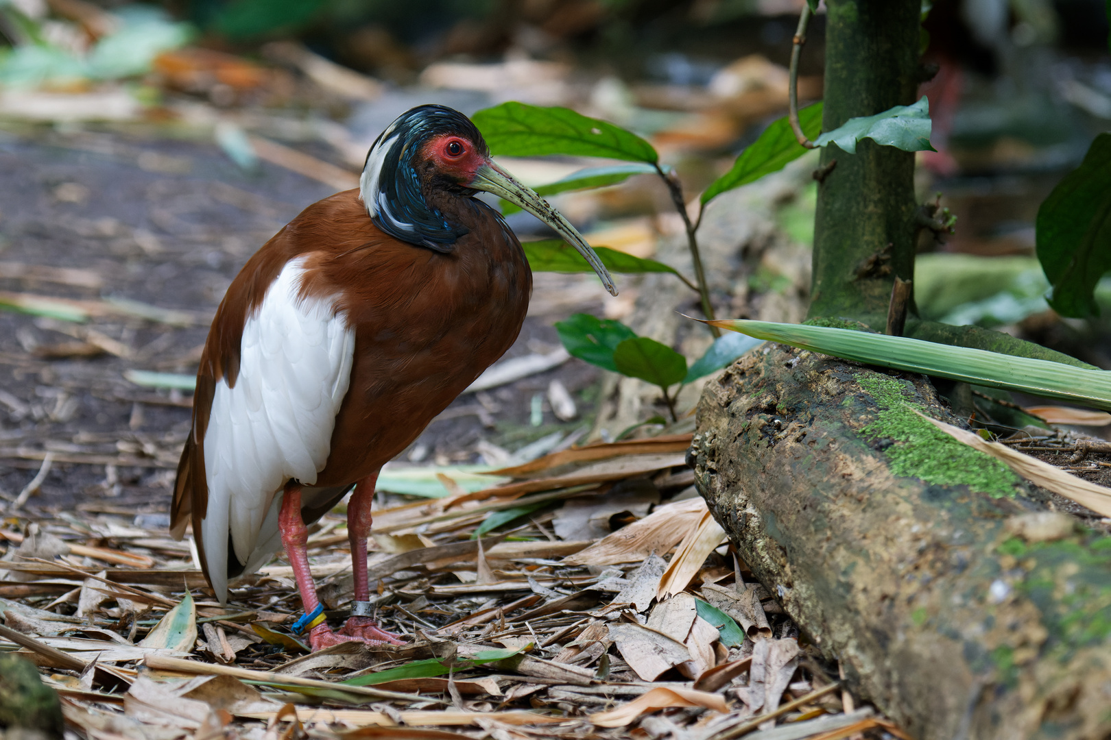 Zoo Zürich 17