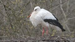 Zoo Zürich 18