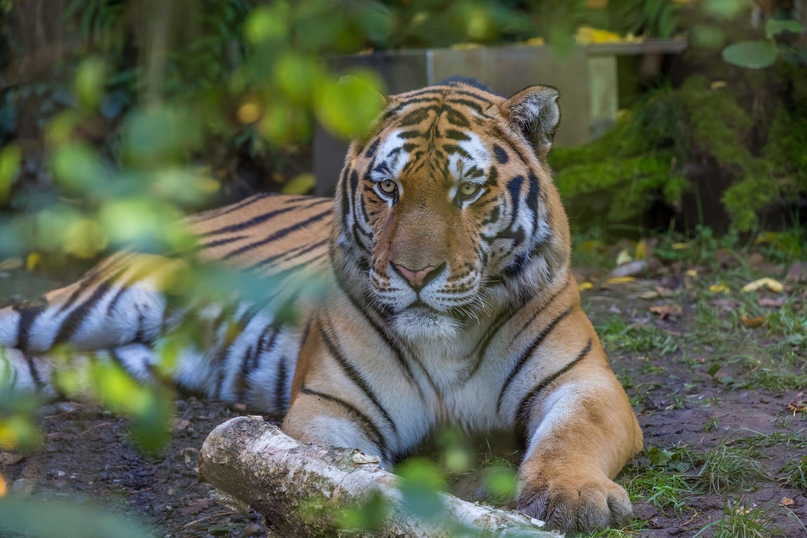 Zoo Zürich