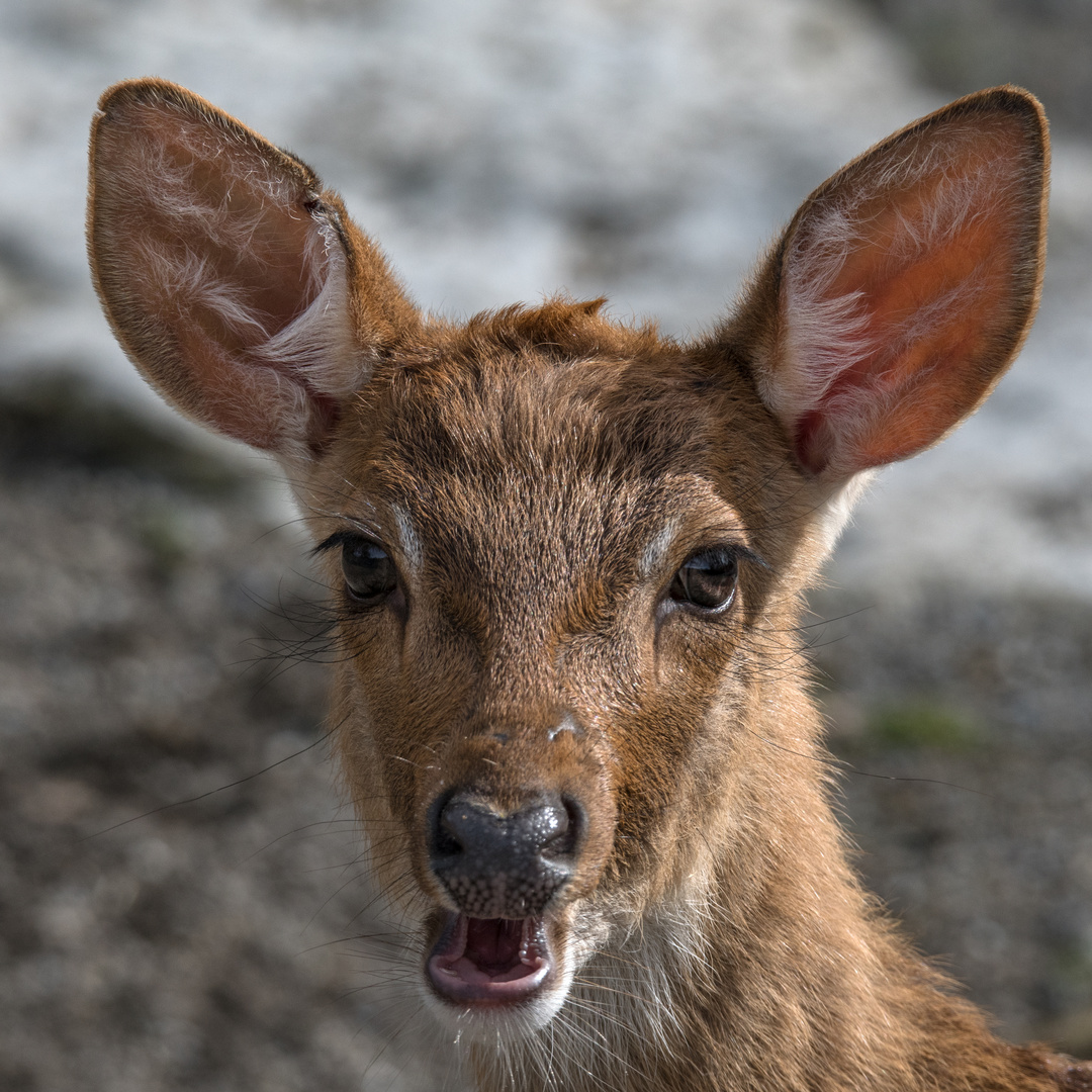 Zoo Zürich 2