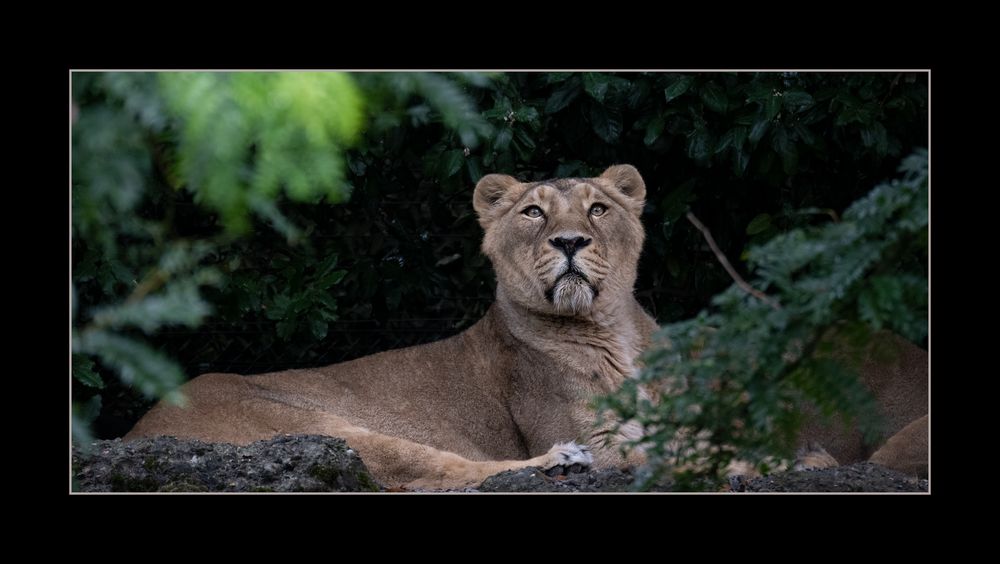 Zoo Zürich 23