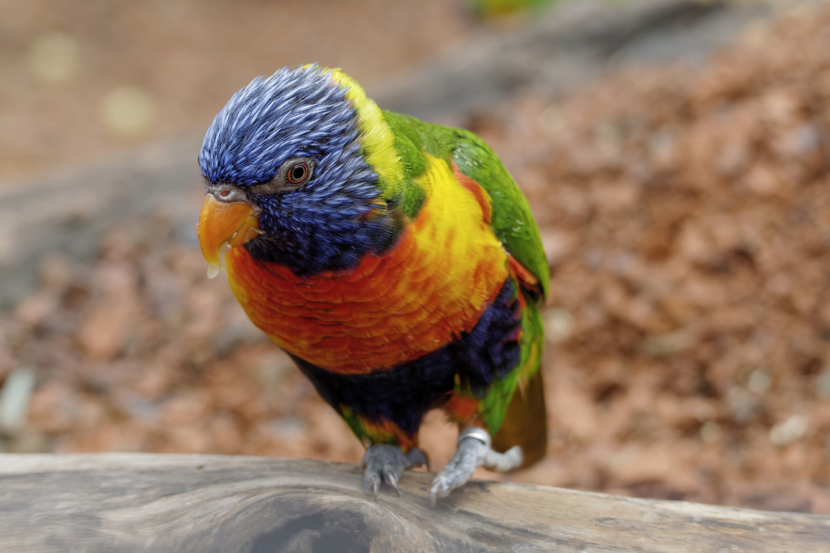 Zoo Zürich 2/4