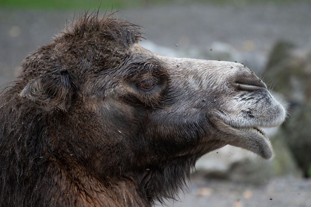 Zoo Zürich 24