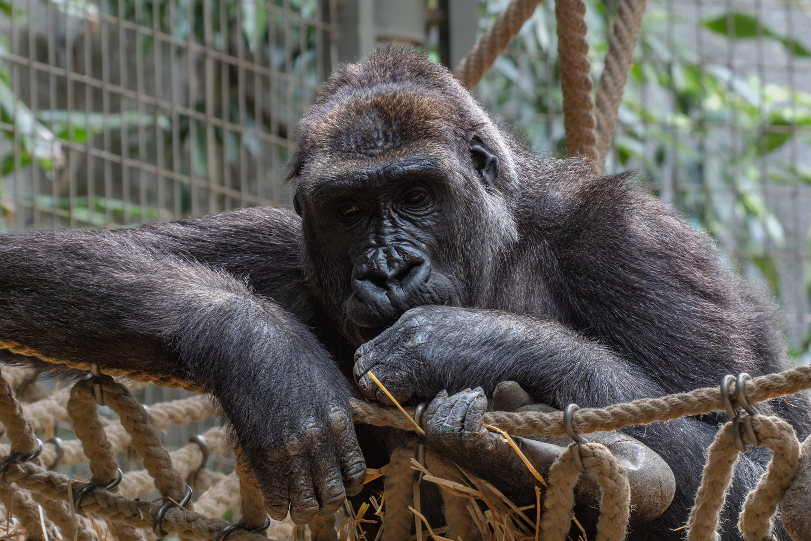 Zoo Zürich 2/5