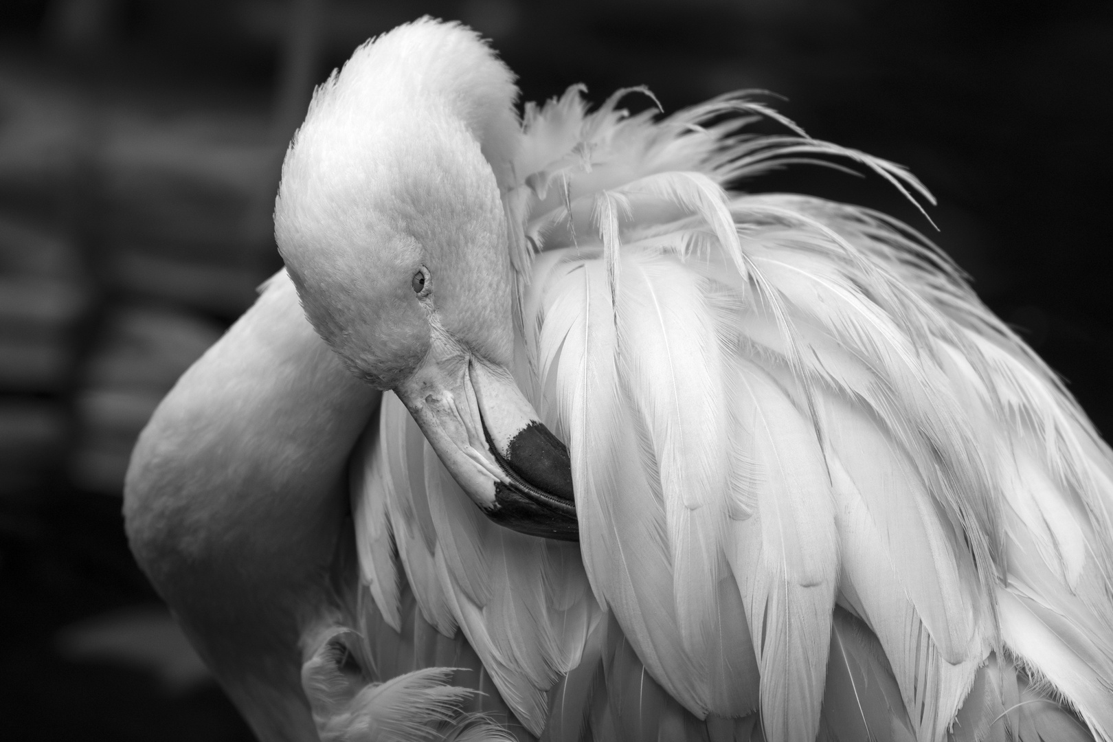 Zoo Zürich 25