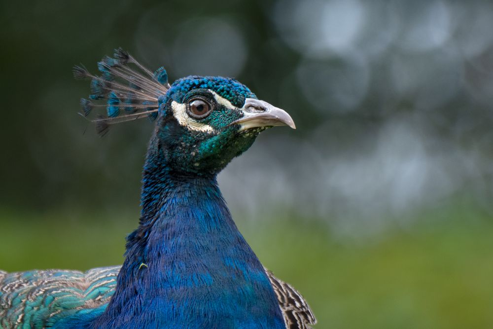 Zoo Zürich 26