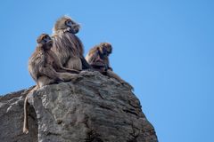 Zoo Zürich 27