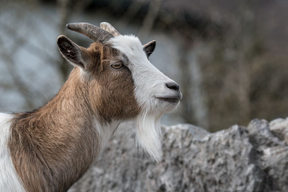 Zoo Zürich 3