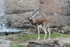 Zoo Zürich 30