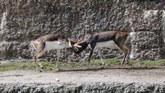 Zoo Zürich 32