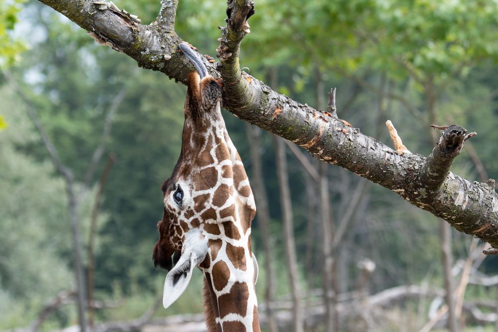 Zoo Zürich 35