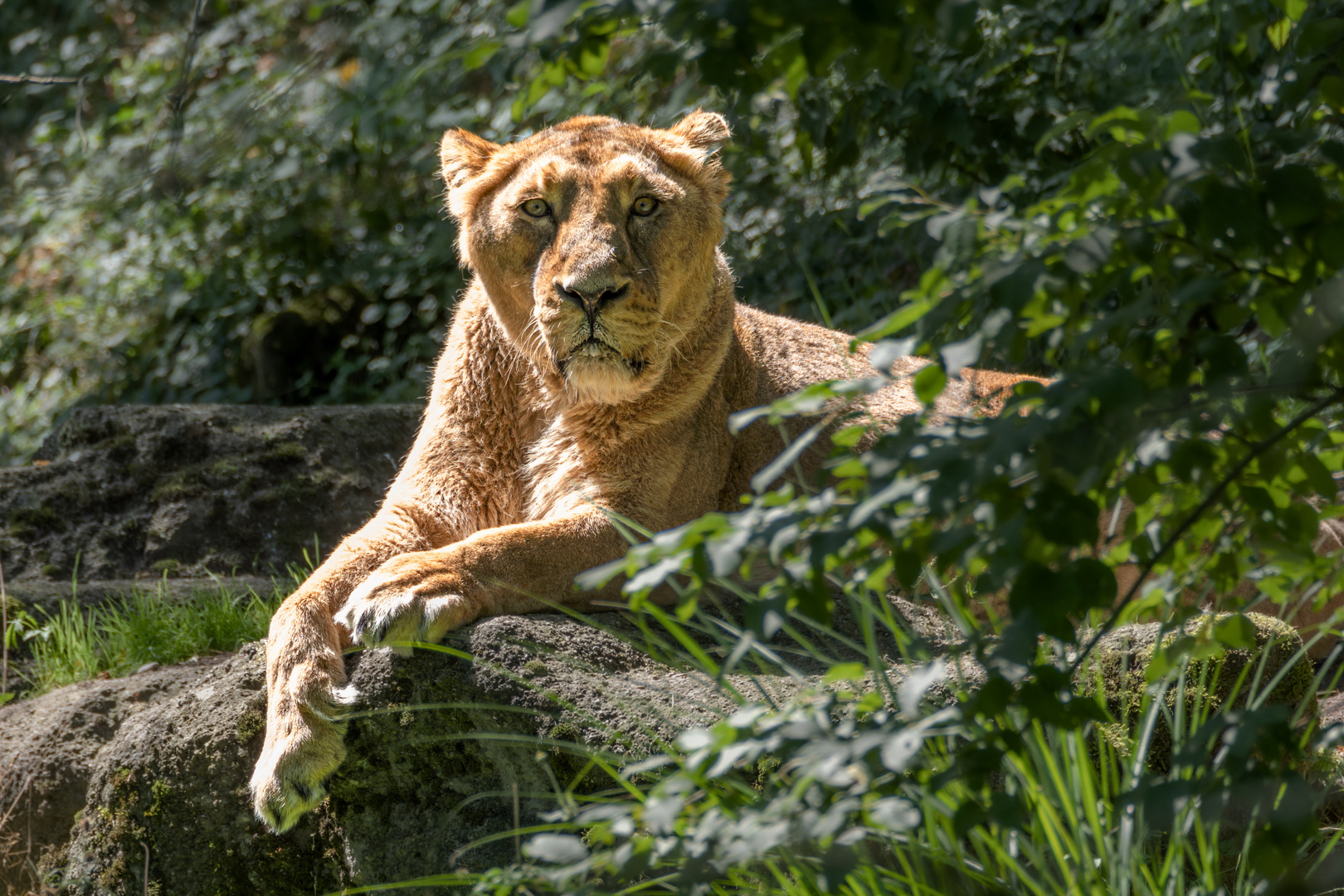 Zoo Zürich 3/5