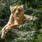 Zoo Zürich 3/5