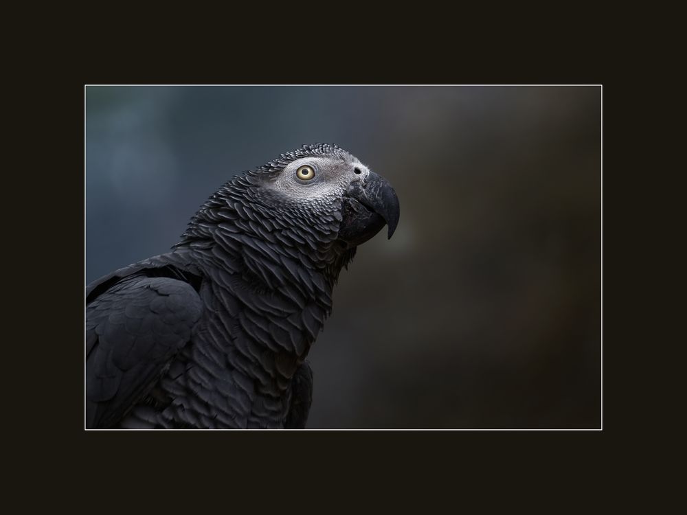 Zoo Zürich 38