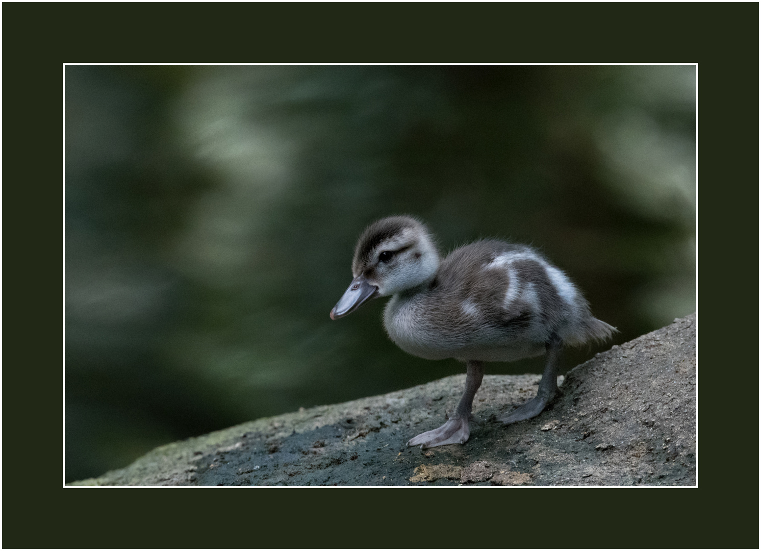 Zoo Zürich 41