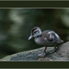 Zoo Zürich 41