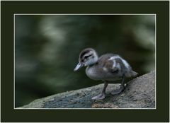 Zoo Zürich 41