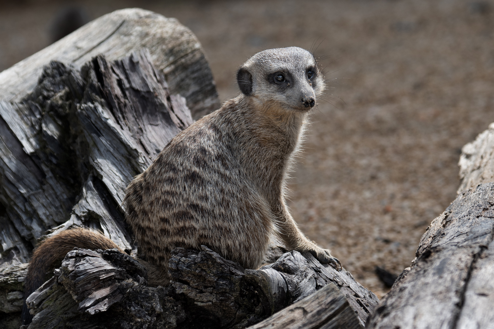 Zoo Zürich 42