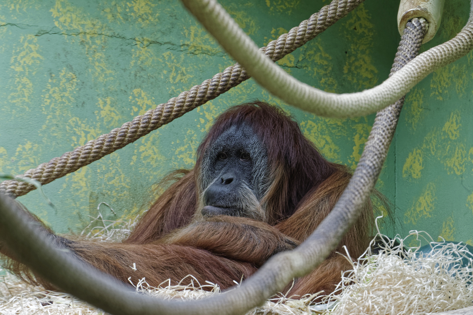 Zoo Zürich 4/4