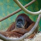 Zoo Zürich 4/4