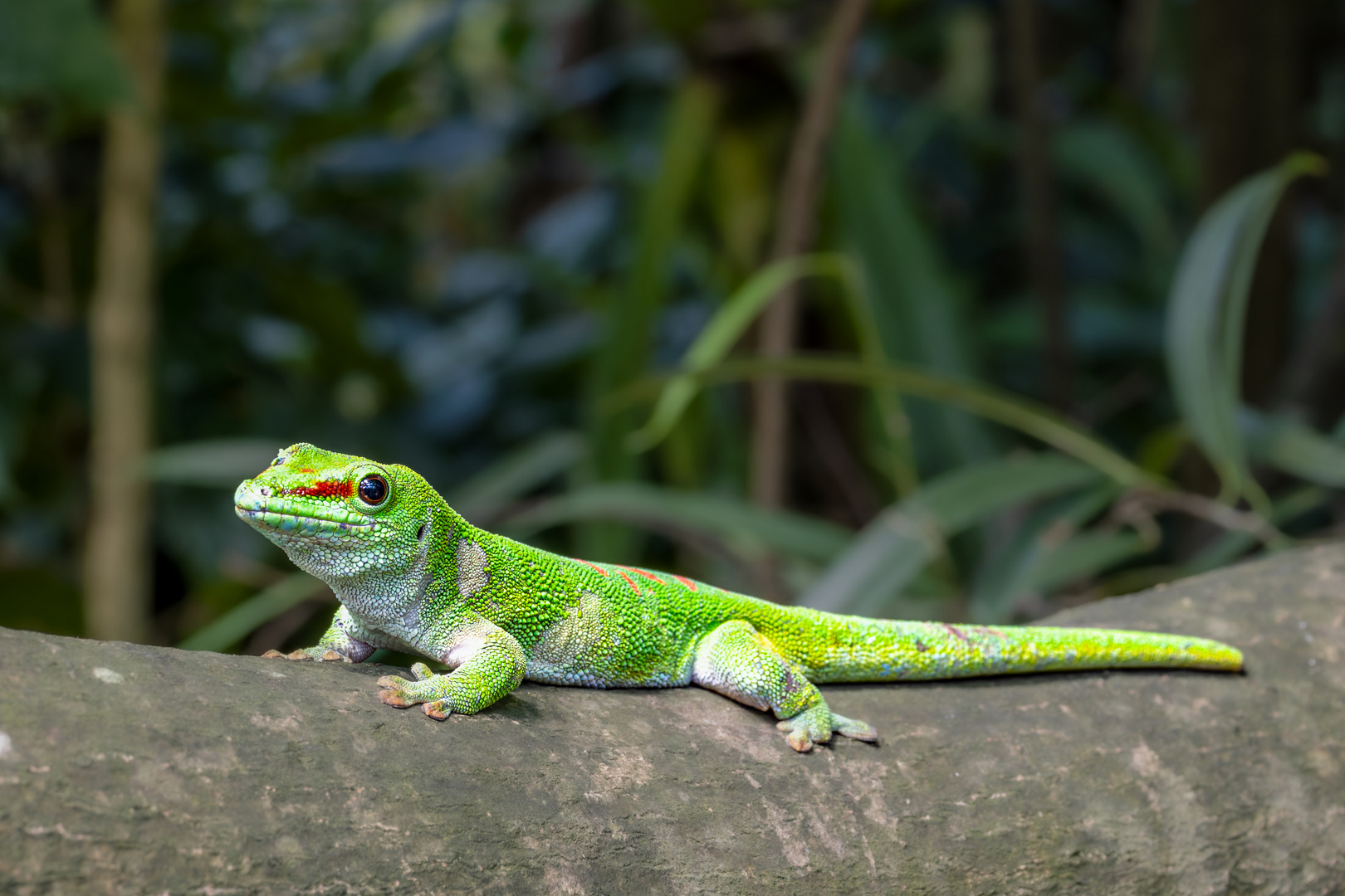 Zoo Zürich 4/5