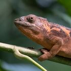 Zoo Zürich 46