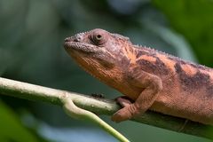 Zoo Zürich 46