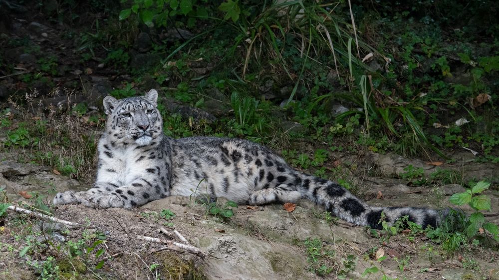 Zoo Zürich 5